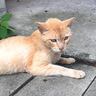 ガリガリにやせ細っていた野良猫→保護された現在は…劇的ビフォーアフターと『まさかの姿』に涙する人続出「もらい泣きした」「感動です」