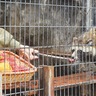 ＰＲ大使「ウタ」へ感謝状　野毛山動物園で離任式