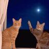 夜空に輝く月のまえで2匹の猫が……『幻想的な光景』が素敵すぎると18万1000再生の反響「本当に良いポーズ」「CMに使えそう」の声