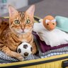 猫と一緒に旅行に行くのは難しい？検討すべき4つのこと