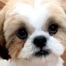 まるで天使のような赤ちゃん犬→まさかの『ぶちゃいくに進化していく光景』が面白かわいいと52万再生「睨んでるｗ」「うちも同じ」と絶賛