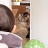 0歳児と『5ヵ月ぶりに再会』した猫の反応が……思わぬ成長に驚く様子が可愛いと16万表示「何度も見ちゃう」「やさしいねぇ」の声