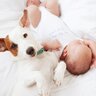 犬がみせる『尊すぎる行動』4つ　あなたの愛犬はどう？愛おしさが溢れる瞬間とは