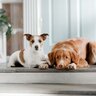 犬は飼い主の帰りを予知している？考えられる原因や優れた能力について解説