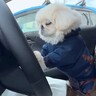 犬に『車の運転』頼んでみた結果…まさかの『居眠り運転』が74万再生を突破「これは即逮捕ですね」「赤ちゃんのよう」海外からも悶絶の声