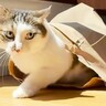 『掃除機が苦手な猫』怖がって飼い主に甘えたら…あまりにも尊すぎる光景が9万5000再生「掃除機怖いよねぇ」「堪らんカワイさ」の声