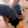 ２匹の犬に『同じおもちゃを渡した』結果→思っていたのと違う『妹犬の行動』が14万再生「人間の兄妹と一緒ｗ」「優しい」と絶賛の声
