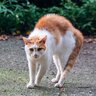 激おこだニャ…愛猫があなたに『本気で怒っている』ときのサイン5選　正しい対処法も