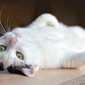 猫の『おヘソ』はどこにある？被毛のなかから見つける探し方や特徴をご紹介！