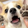 赤ちゃん犬の肉球を見せてもらった結果…想像以上に『ふわっふわな光景』が112万表示「ぷにぷにだ…」「た、たまらん可愛すぎる」と悶絶の声