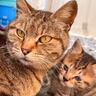 『病魔に侵された母猫』が子猫と過ごした日々…限られた時間の中で見せた『愛情溢れる姿』に「涙で読めなくなった」「強さに感動」と108万再生