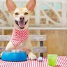 犬は『豆腐』を食べても大丈夫？愛犬にとってのメリットや与える際の適正量まで