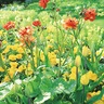 美しい花々が出迎え　里山ガーデンフェスタ