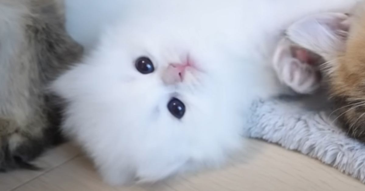 ねこと散歩 楽天市場】【予約8月20日順次発送】【グリプレ対象】犬 散歩