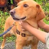 『飼い主を亡くした犬』の物語に涙腺崩壊…『あたらしい幸せ』を手に入れる軌跡が21万再生「涙が止まりません」「本物の愛」感動と賞賛の嵐