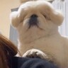 犬がちょっかいをかけてくるので注意した結果…まさかの逆ギレして立ち去る光景が12万再生「文句言ってるｗ」「怒ってても可愛い」と爆笑