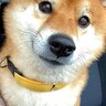 犬がお出かけを楽しみにしていたら…完全に予想外な行き先に『絶望』する姿が面白すぎると69万再生「笑顔消えてて草」「好きすぎるｗ」と爆笑