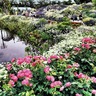 綾瀬市　花の楽園、来場者驚く　６月以降も見頃