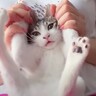 『ママが大好きな甘えん坊の子猫』からママが離れた結果…まさかの『可愛すぎる行動』に悶絶の声「赤ちゃんだ」「かわちぃ」