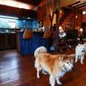 キッチンリフォームのその後【穴澤賢の犬のはなし】