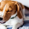 犬が嫌う『ニオイ』5選　愛犬が苦手な匂いを嗅いだときにみせる行動とは？