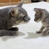 『犬にいじめられていた子猫』を保護して11日…先住猫と初対面した結果→『最高の神対応』が優しすぎると10万再生「グッと来て泣きそうに」