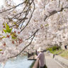 「水と桜」を楽しむ酒津公園