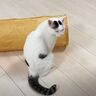 おやつ待ちする猫！