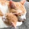 捨てられていた赤ちゃん猫の保護から約1ヶ月、優しい先住猫が…"まさかの光景"が泣けると79万再生「まるで親子」「可愛くて涙がでてきた」