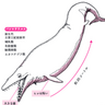 爬虫類と勘違いされた古代のクジラとは？【眠れなくなるほど面白い