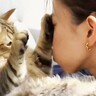 猫が噛みついてくるので『仕返し』したら…可愛すぎる『オチ』が29万再生の大反響！「肉球タッチはご褒美」「イチャイチャしてるｗ」の声