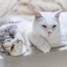 猫を『最初から2匹でお迎え』するメリット・デメリット　多頭飼育したいなら知っておくべきこと