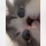 「幸せをありがとう」透明フードボウルの下にカメラを仕掛けて『猫を撮った』結果…悶絶級に可愛い光景が24万いいね「産んだかと思った」