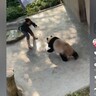 動物園でパンダが豹変　来園客の前で飼育員に襲いかかり噛みつく（中国）