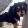 『男らしく厳しく育てよう』と決めて飼った赤ちゃん犬→想像もできなかった『現在の光景』が16万再生「呼び方の変化分かるｗ」「同じく」の声
