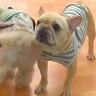 夜、幼稚園に犬を迎えに行った結果→お父さんを見つけた瞬間…思っていたのと違う『ブチギレる光景』が286万再生「個性溢れてるｗ」と絶賛
