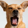 犬が『あくび』をする理由4つ　眠いだけじゃない？注意すべき病気のシグナルとは