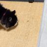 寝るときはケージに入る猫→『誘導の仕方』を見てみると……まさかの光景が144万再生「古典的な手法で捕まるの面白すぎる」「爆笑した」