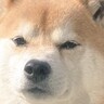 『寒いし閉めちゃうからね』頑なに家に入らない犬→そのまま窓を閉めてみた結果…『まさかの表情』に９万いいね「顔ｗ」「多分開けても入らない」