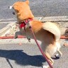 犬の後ろから突然『大好きなお姉ちゃん』が現れた結果…すべてが可愛い『ドッキリの一部始終』が68万再生「愛おしくてたまらない」と絶賛