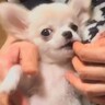 小さすぎて心配になる『極小チワワ』を飼った結果…5年後、思っていたのと違う『現在の姿』が30万再生「育ちすぎて草」「笑ったｗ」と爆笑