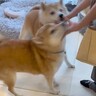 ２匹の犬と『１年半ぶりに再会した』結果→覚えていないかと思ったら…想像以上の『熱烈大歓迎』が7万再生「記憶力すごい」「嬉しそう」と絶賛
