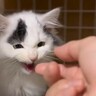 人間不信の子猫に毎日指の匂いを嗅がせ続けた結果…表情の変化に涙が止まらないと139万再生「素敵すぎて」「はっきり変わったね」