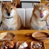 犬が好む『食材ランキング』トップ5　愛犬にメリットがある食べ物やおすすめの与え方まで