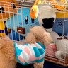 犬のケージに『大量のぬいぐるみを入れてみた』結果→ブチぎれた後…あまりにも可愛い行動が３万再生「笑っちゃったｗ」「ニヤニヤする」と反響
