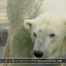 日本平動物園を訪ねる（その四）