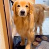 仕事から帰った父→大型犬に『荷物を持ってきて』とお願いした結果…まさかの『賢すぎる光景』が18万再生「凄い」「猛ダッシュで帰りたい」