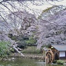 満開の桜です【駅ぶら】06京王電鉄383　井の頭線14