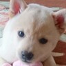 『豆柴サイズ』と言われていた犬→４年後…予想を遥かに超える『衝撃のビフォーアフター』が74万再生「大型犬かとw」「立派に育った」と反響