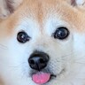 瞳が大きく可愛らしい柴犬→寝顔と比較してみた結果…『同一犬です』嘘のような差に1万8000いいね「舌認証できそうｗ」「めちゃ笑った」
